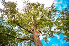 Best Storm Damage Tree Cleanup  in Greene, RI