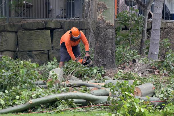 Best Tree Preservation Services  in Greene, RI